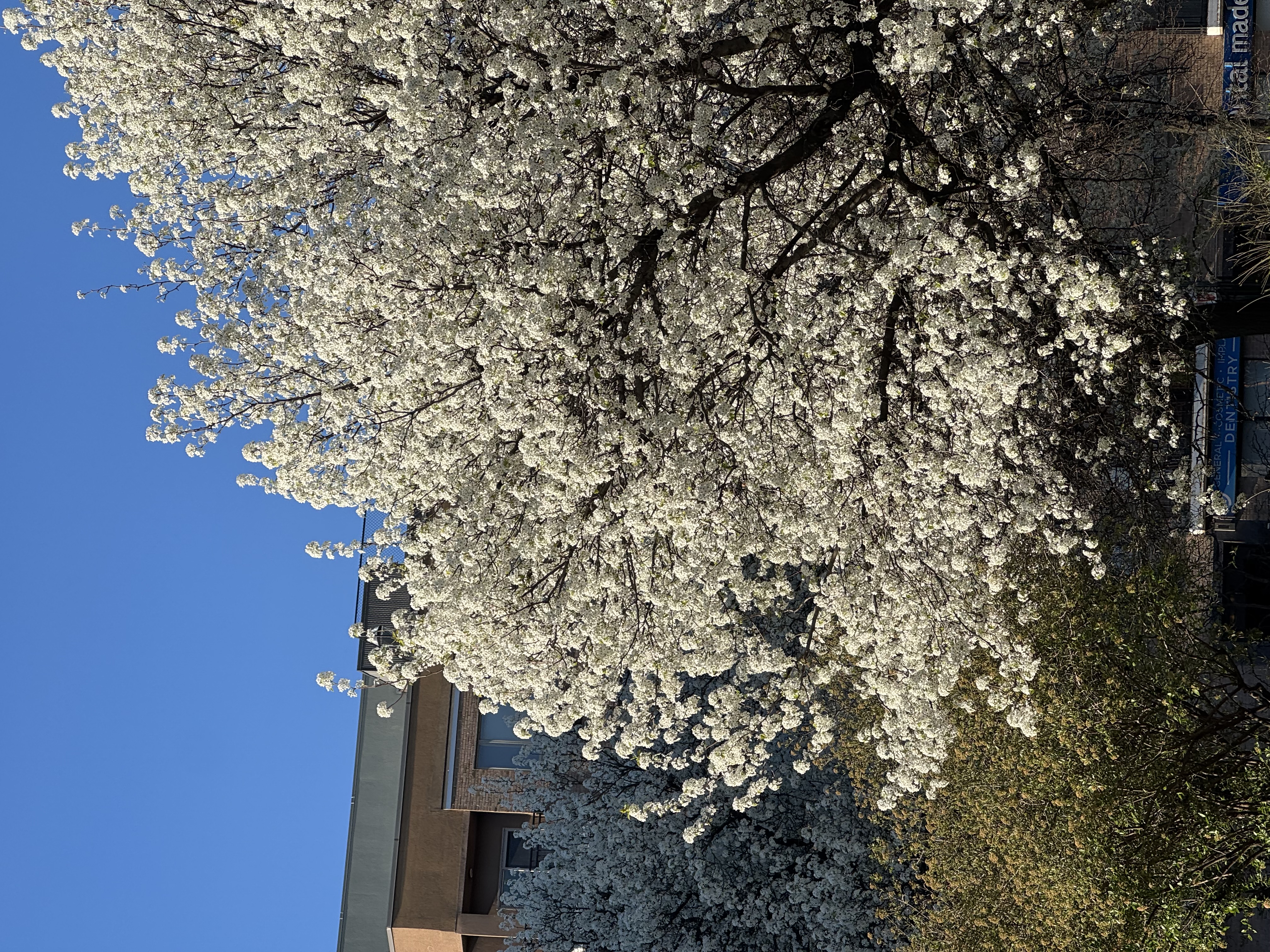 Cherry blossoms in full bloom